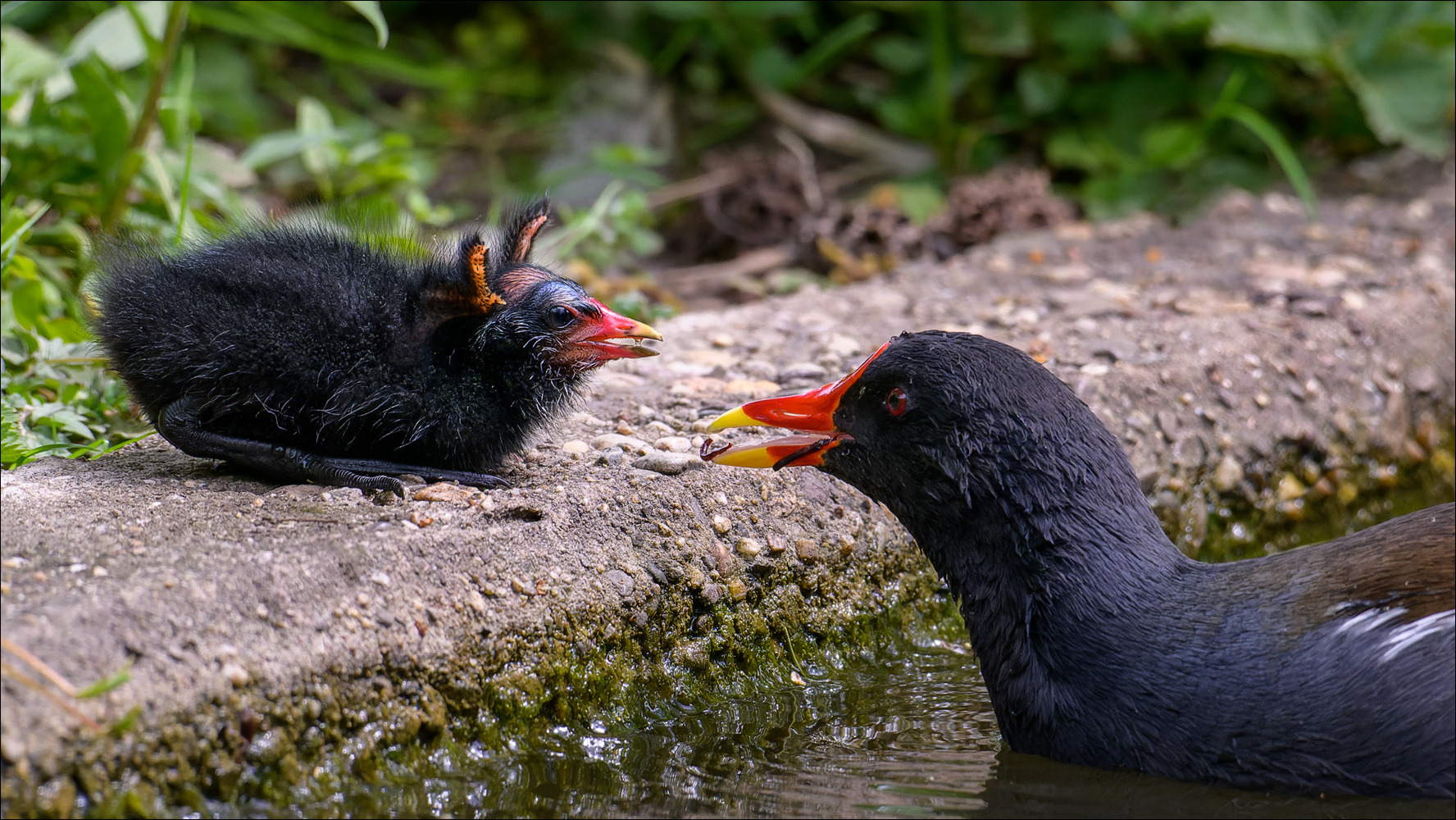 Öhrchen oder Flügel?