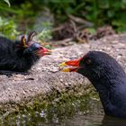 Öhrchen oder Flügel?