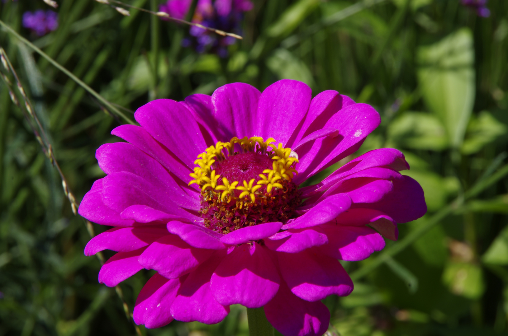 Öhringer Blütenmeer