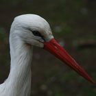 Oeil clair et bec rouge : la cigogne blanche (Ciconia ciconia)