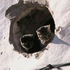 oeil de beuf a deux chats