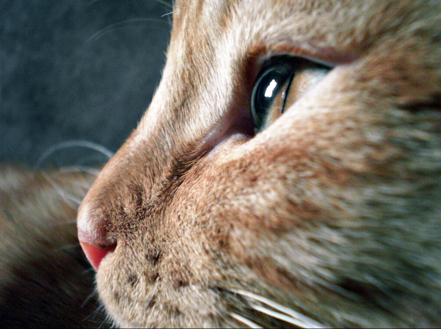 Oeil de chat photo et image animaux, animaux domestiques, chats