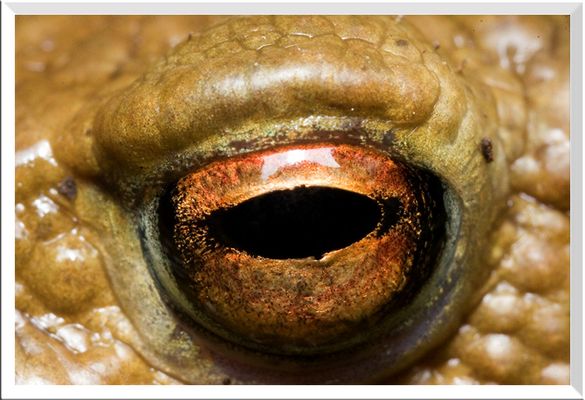 Oeil de crapaud
