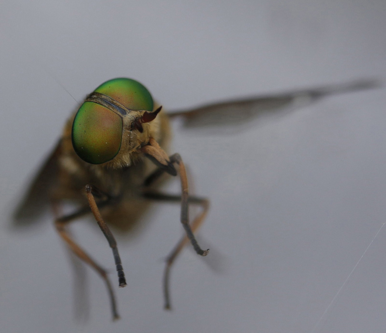 oeil d'une sorte de mouche abeille