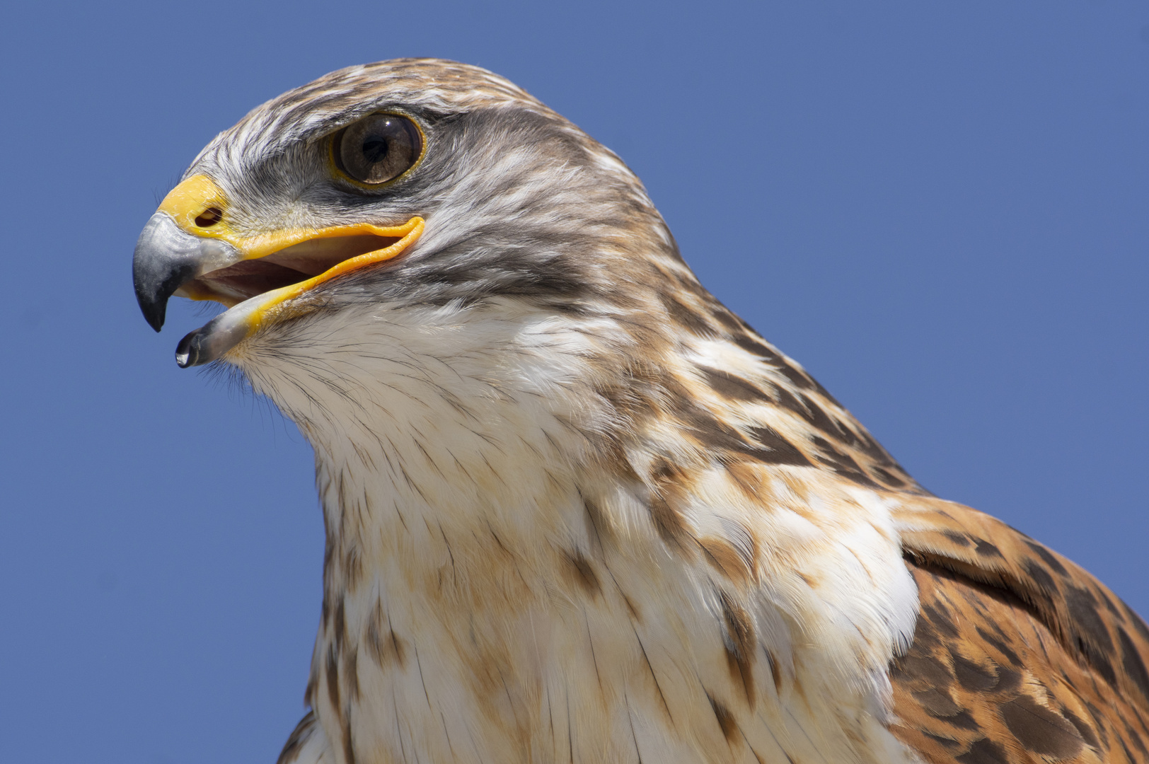 Oeil perçant et bec puissant : la buse royale (Buteo regalis)