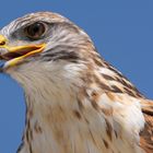 Oeil perçant et bec puissant : la buse royale (Buteo regalis)