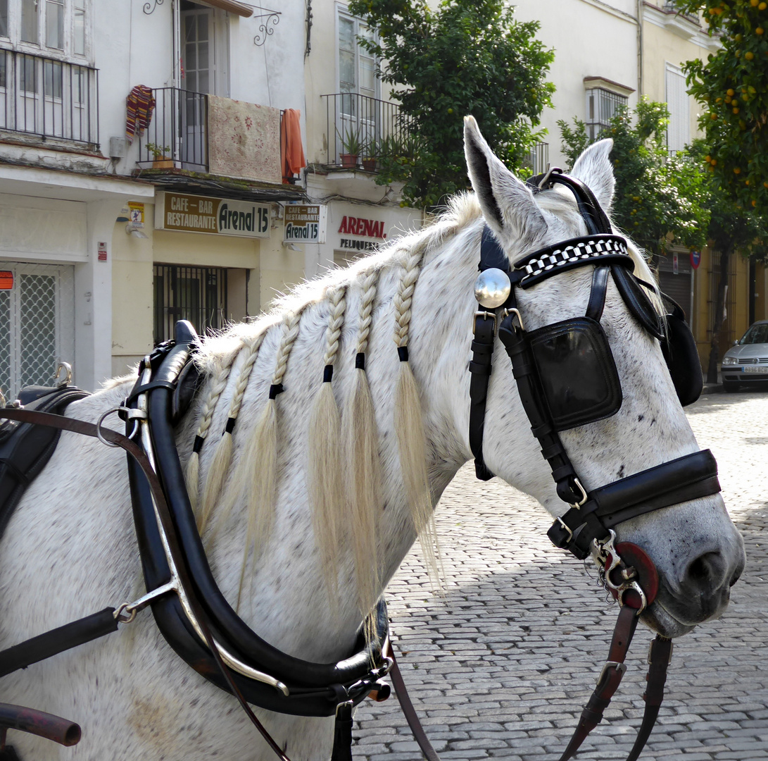 Oeillères et licol du cheval andalou  