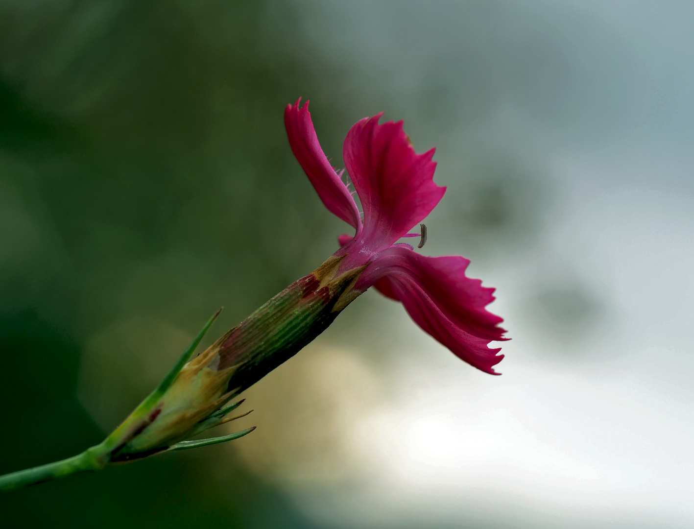 Oeillet des Chartreux (Dianthus carthusianorum) - Karthäuser-Nelke.