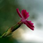 Oeillet des Chartreux (Dianthus carthusianorum) - Karthäuser-Nelke.