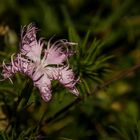 Oeillet Sauvage du Haut Jura