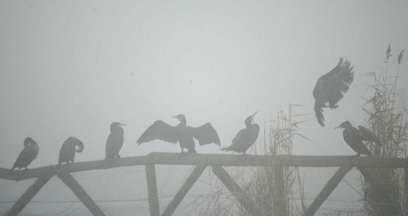 Öjendorfer See im Nebel...