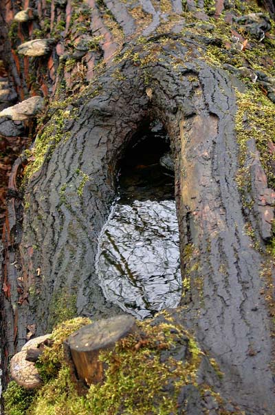 Öko Pool