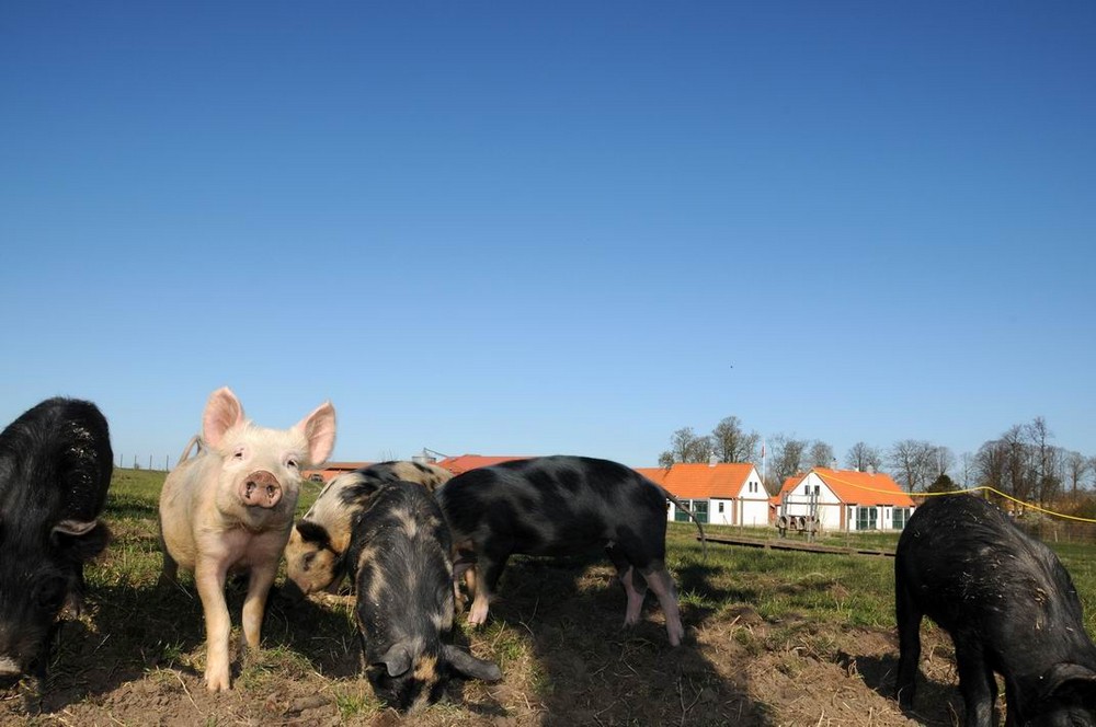 Öko-Schweine vom Ängavallen Gård bei Malmö