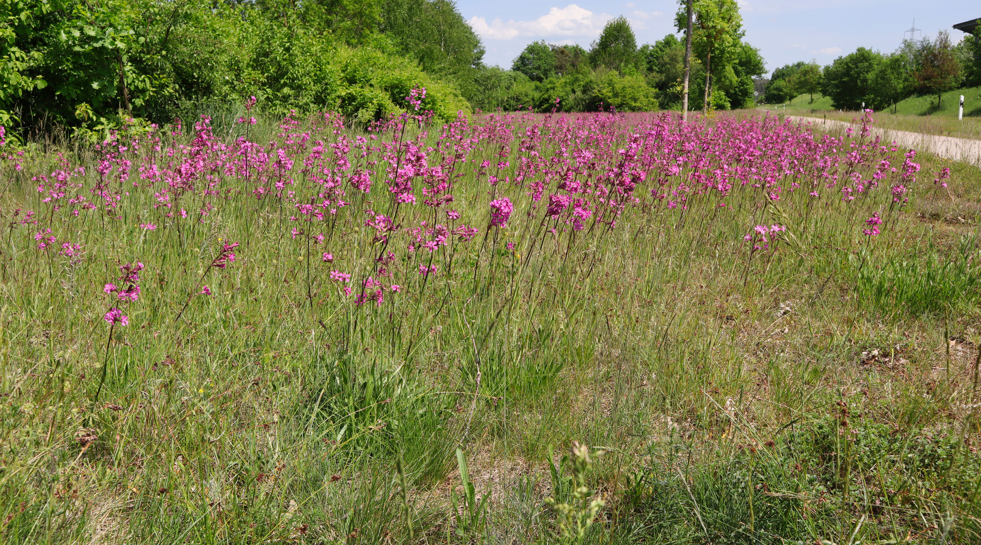 Ökofläche am Planetenweg