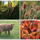 Ökologisch Botanischer Garten