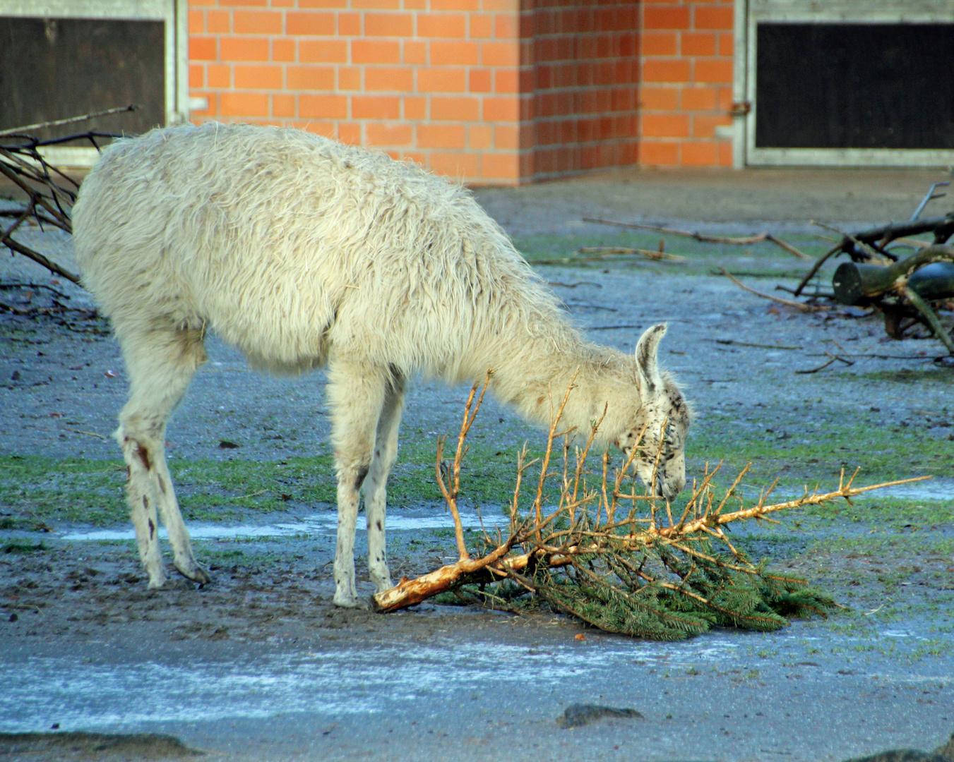 Ökologische Entsorgung von Weihnachtsbäumen im Tierpark Cottbus