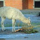 Ökologische Entsorgung von Weihnachtsbäumen im Tierpark Cottbus