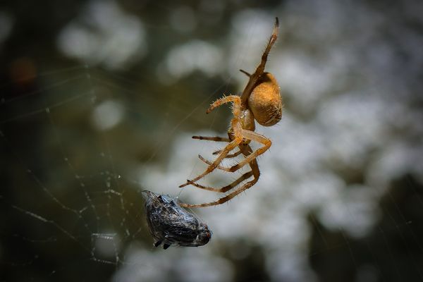 Ökologische Verpackung