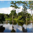 Ökosystem Amazonas ............
