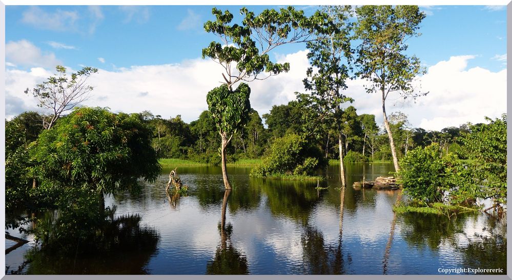 Ökosystem Amazonas ............