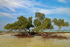Ökosystem Mangroven