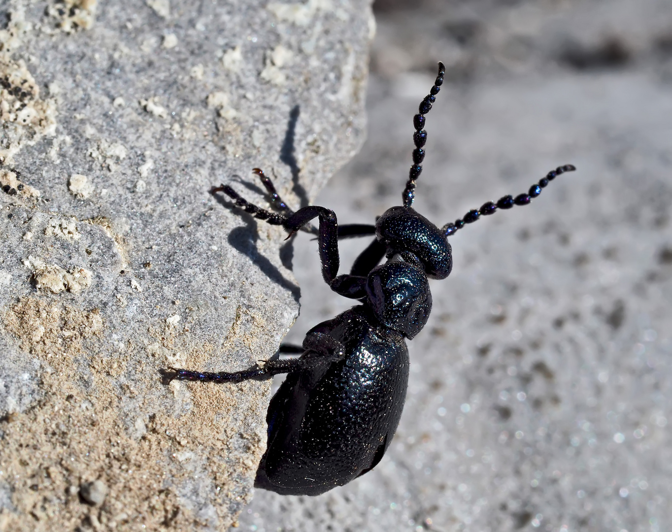  Öl-, Blasen- oder Pflaster­käfer (Meloe decorus) - Un coléoptère de la famille des méloïdés...