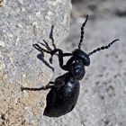  Öl-, Blasen- oder Pflaster­käfer (Meloe decorus) - Un coléoptère de la famille des méloïdés...