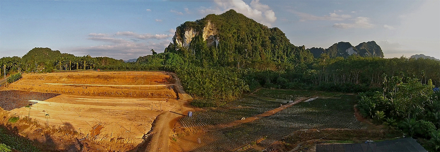 Öl Palmenzucht - Gärtnerei in der Provinz Krabi, Thailand