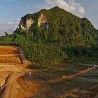 Öl Palmenzucht - Gärtnerei in der Provinz Krabi, Thailand