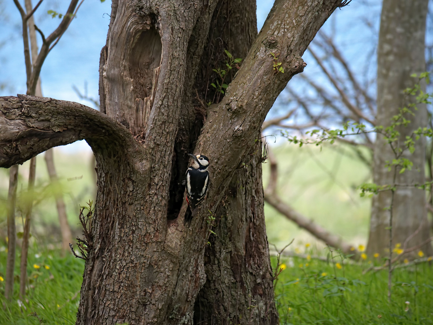 Öland ... Insel der märchenhaften Wälder