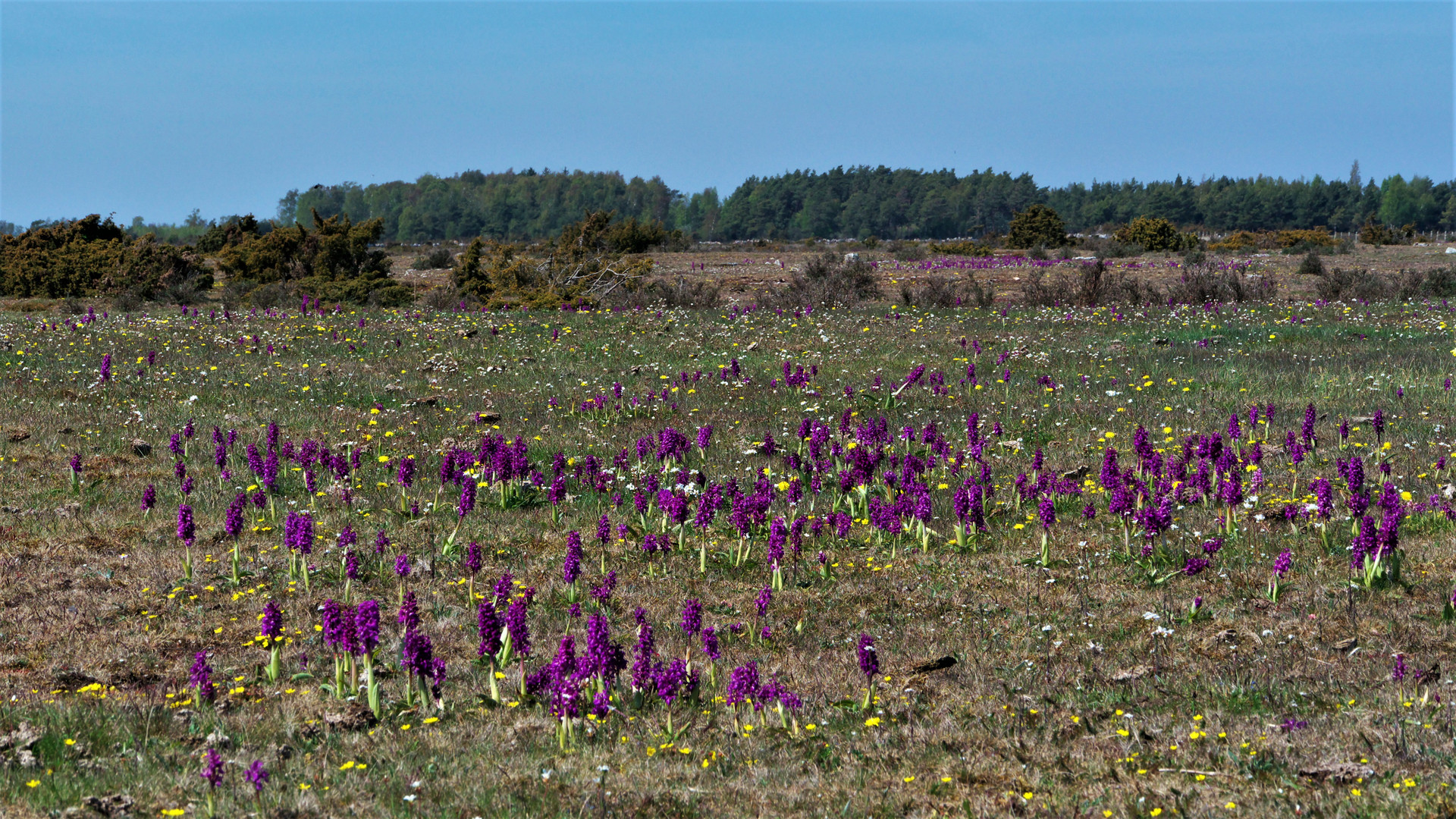 Öland ... Insel der Orchideen