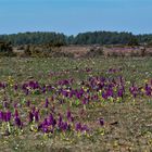 Öland ... Insel der Orchideen