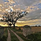 Öland - Karstlandschaft Stora Alvaret