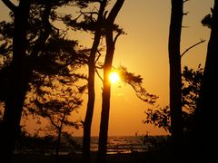 Öland Meer Bäume