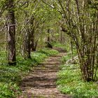 Öland spirar - Buschwindröschen, soweit  da Auge reicht