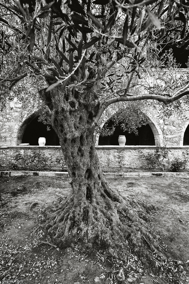 Ölbaum des Friedens