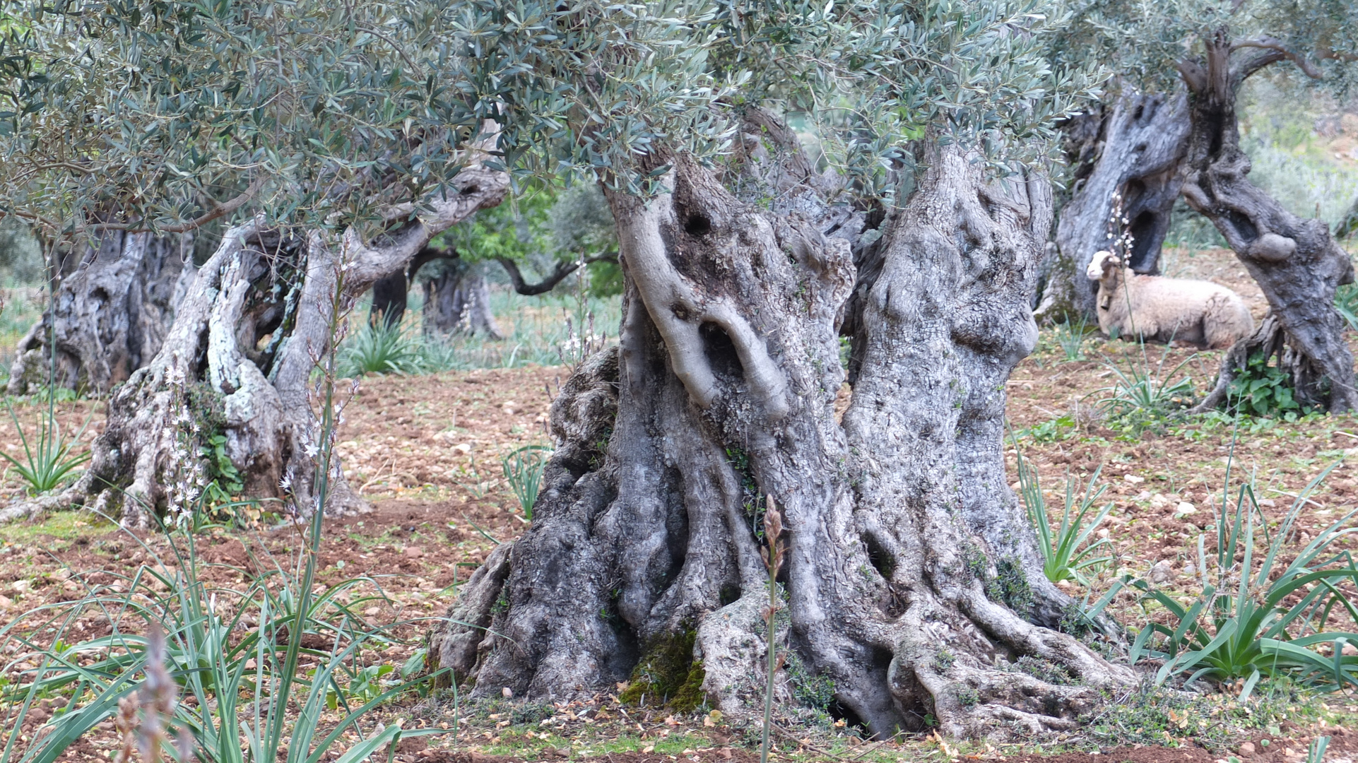 Ölbaum mit Schaf