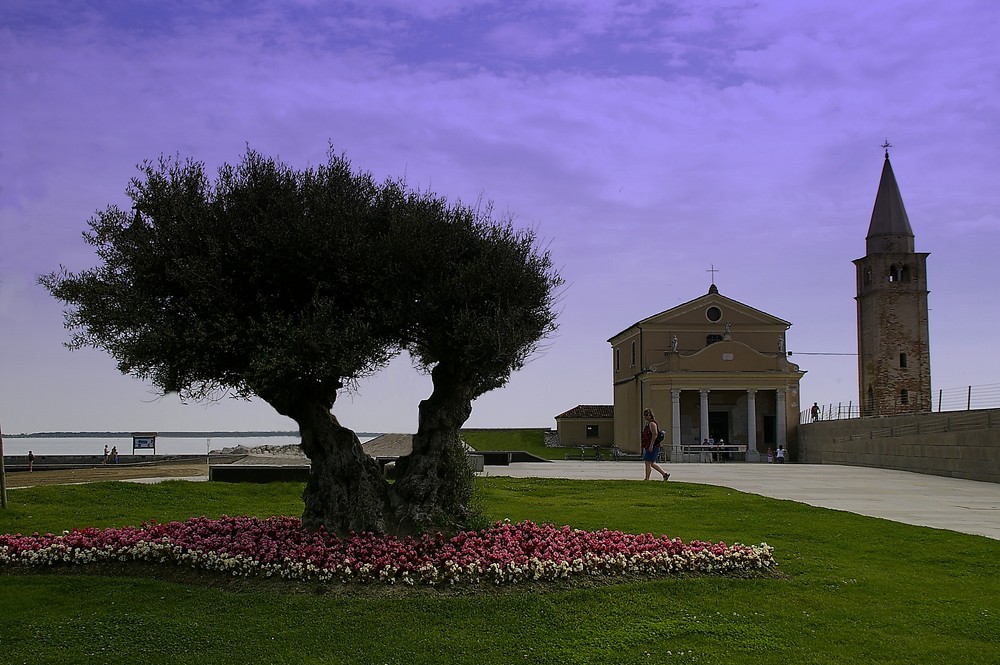 Ölbaum und Kirche