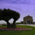 Ölbaum und Kirche