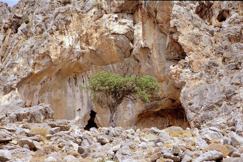 Oelbaumeremit am Kloster Kapsa auf Kreta