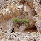 Oelbaumeremit am Kloster Kapsa auf Kreta