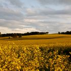 Oelfeld in Thüringen