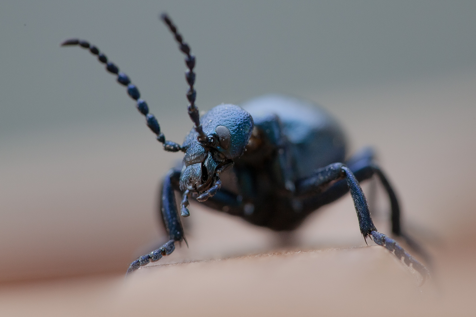 Ölkäfer Foto & Bild tiere, natur, insekten Bilder auf