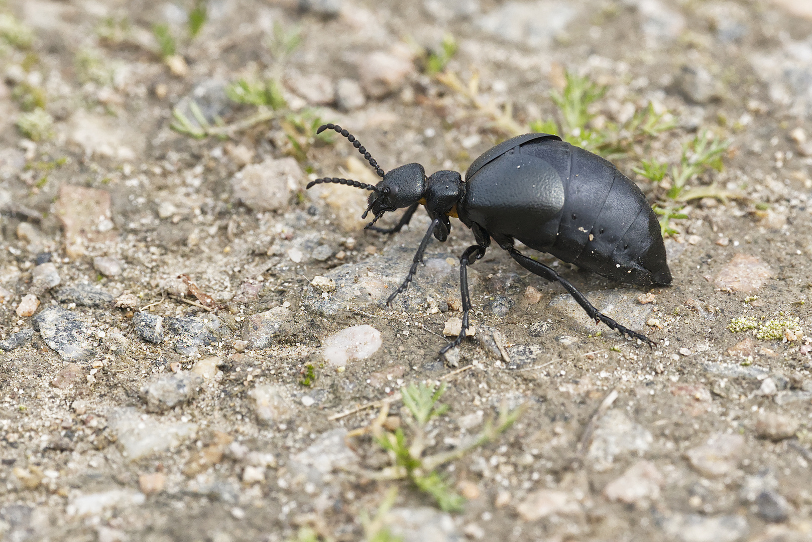 Ölkäfer auf Feldweg