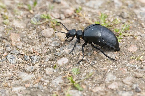 Ölkäfer auf Feldweg