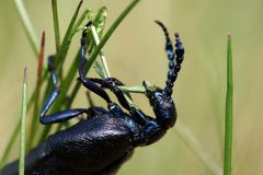 Ölkäfer beim Fressen