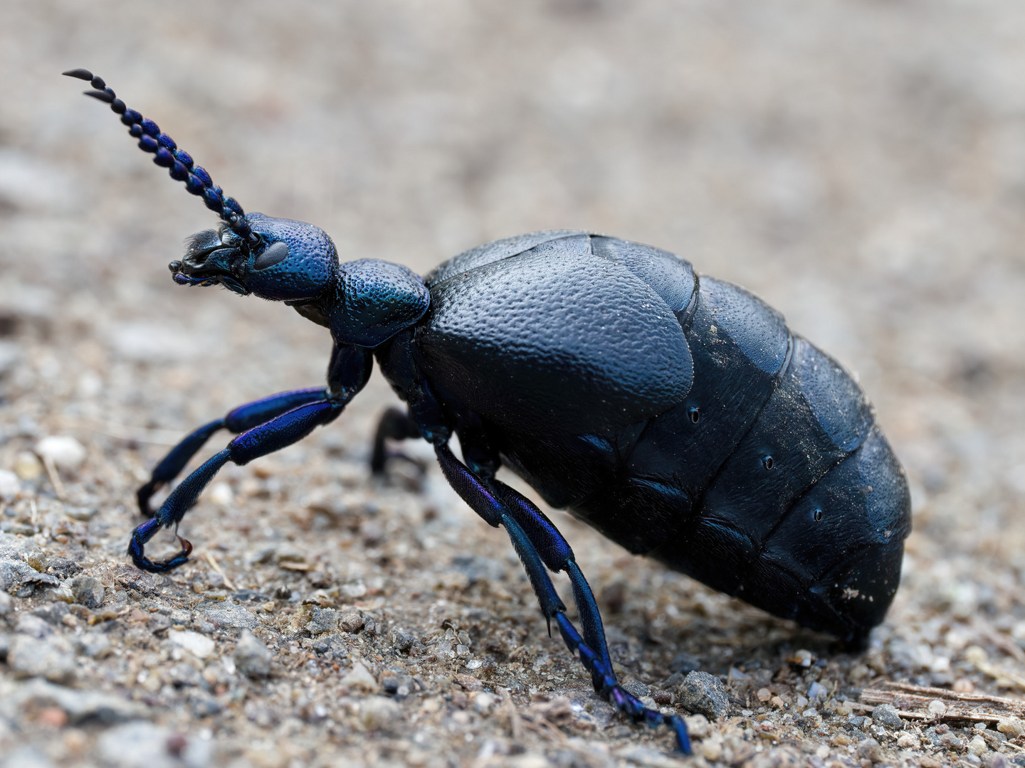 Ölkäfer Foto & Bild makro, natur, macro Bilder auf
