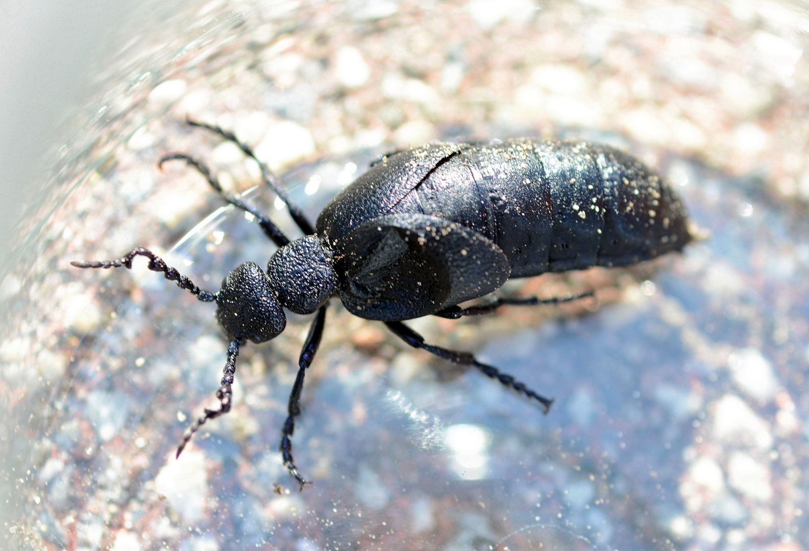 ölkäfer Foto & Bild natur, insekten, tiere Bilder auf