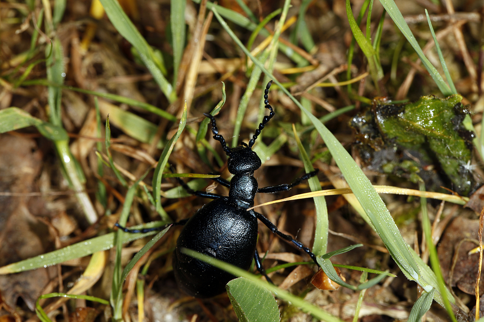 Ölkäfer (Maiwurm)