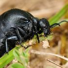 Ölkäfer (Meloe spec.) - aber welcher?